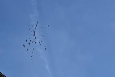 Grue cendrée