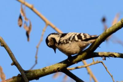 Picidae