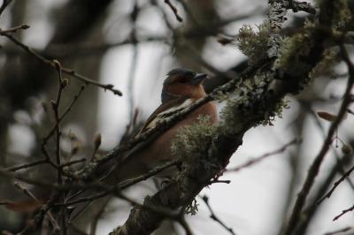 Pinson des arbres