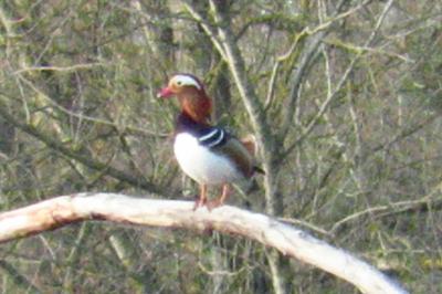 Canard mandarin
