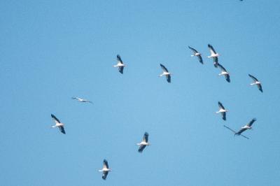 Cigogne blanche