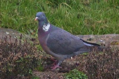 Columba palumbus