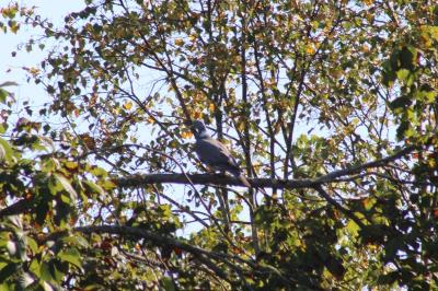 Pigeon ramier