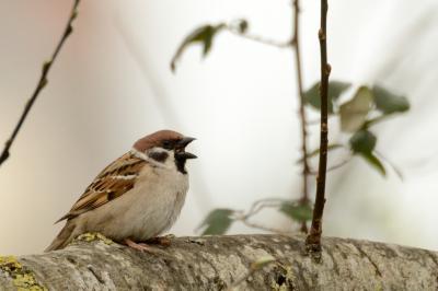 Passeridae