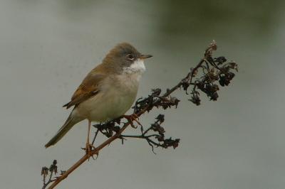 Fauvette grisette