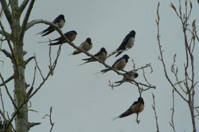 Hirondelle rustique