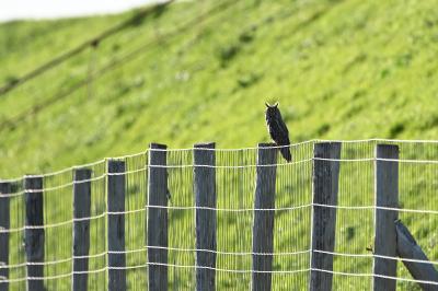 Hibou moyen-duc