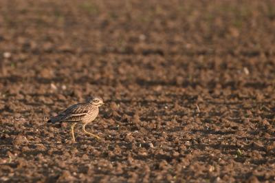 Burhinidae