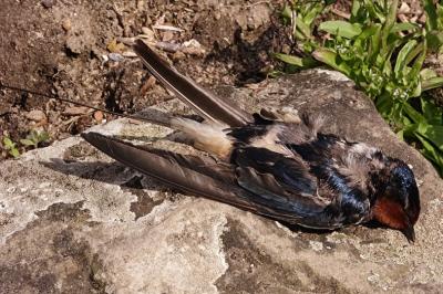 Hirondelle rustique