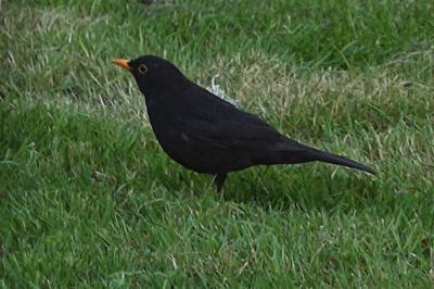 Turdus merula