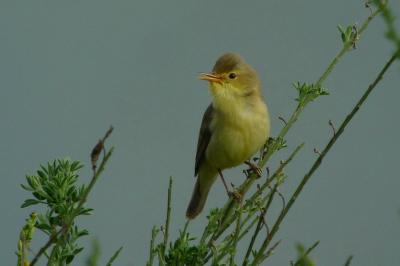 Acrocephalidae
