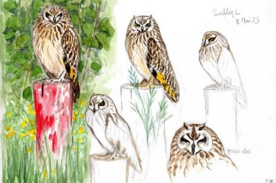 Hibou des marais