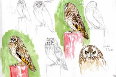 Hibou des marais