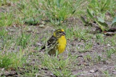 Serin cini