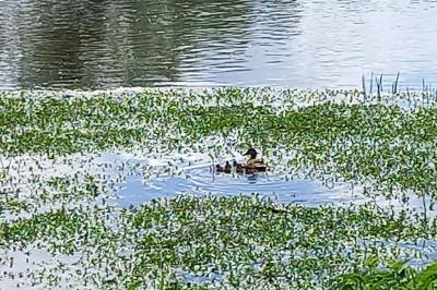 Canard colvert