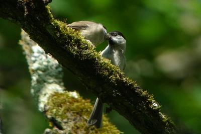 Mésange nonnette
