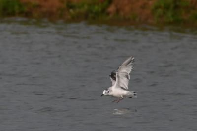 Mouette pygmée