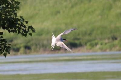 Oiseaux