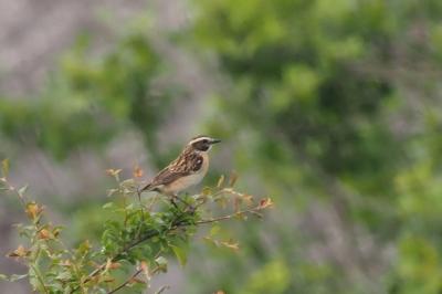 Saxicola rubetra