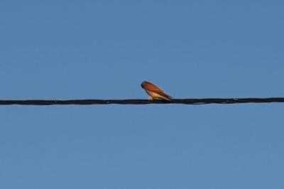 Faucon crécerelle