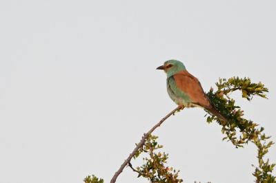 Coraciidae