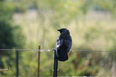 Corvus monedula