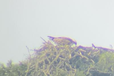Balbuzard pêcheur