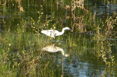 Aigrette garzette