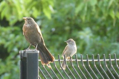 Turdus merula
