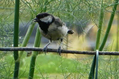 Mésange charbonnière