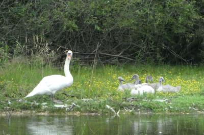 Cygne tuberculé
