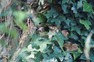 Troglodyte mignon