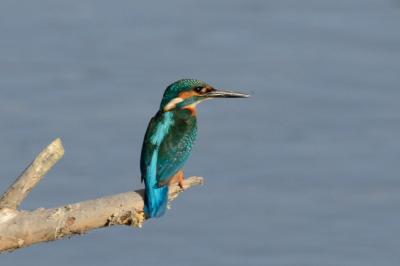 Alcedinidae