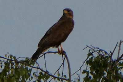 Buse variable