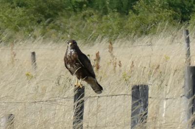Buse variable