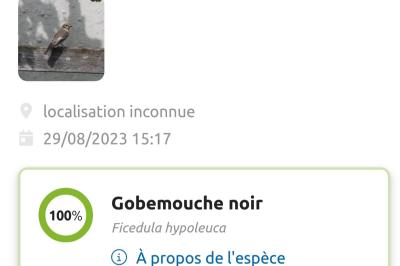 Gobemouche noir