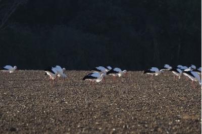 Cigogne blanche