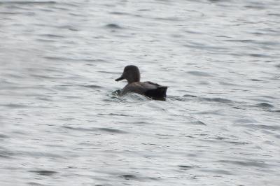 Canard chipeau