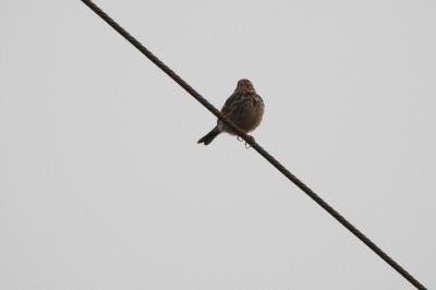 Pipit farlouse