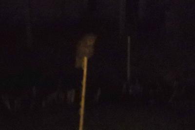 Hibou moyen-duc
