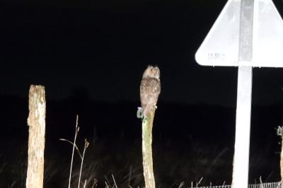 Hibou moyen-duc