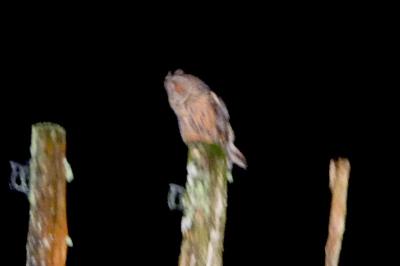 Hibou moyen-duc