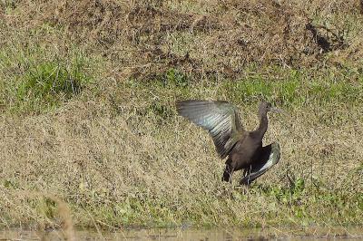 Ibis falcinelle