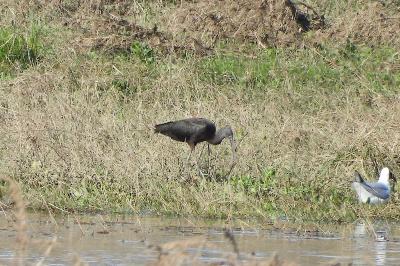 Ibis falcinelle