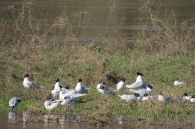 Mouette mélanocéphale