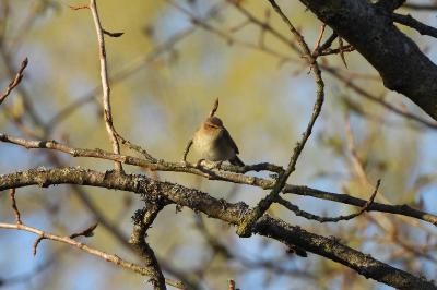 Phylloscopus collybita