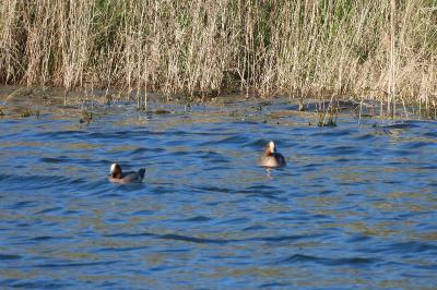 Canard siffleur