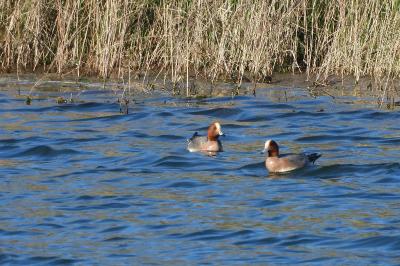 Canard siffleur