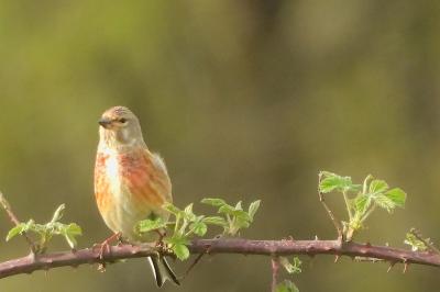 Linotte mélodieuse
