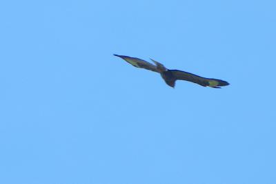 Buse variable